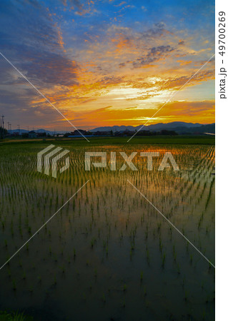 早苗田の朝焼け 49700269
