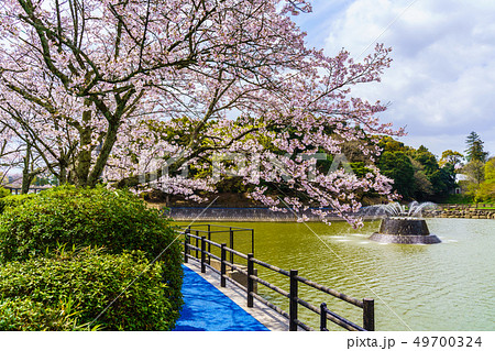 甘木公園の桜　【福岡県朝倉市】 49700324