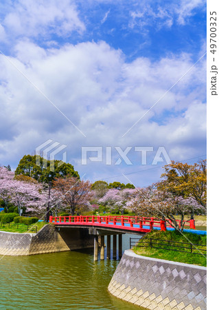 甘木公園の桜　【福岡県朝倉市】 49700325