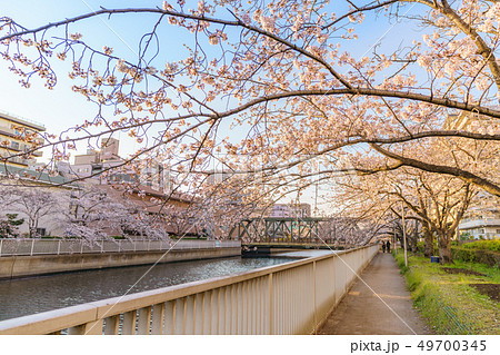 東京の春 木場-菊川-住吉周辺の大横川沿いの桜並木 49700345