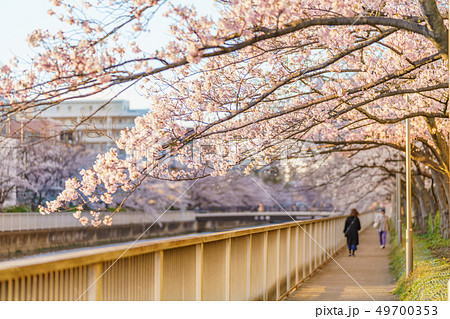 東京の春 木場-菊川-住吉周辺の大横川沿いの桜並木 49700353