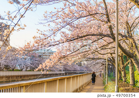 東京の春 木場-菊川-住吉周辺の大横川沿いの桜並木 49700354