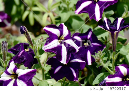 三鷹中原に咲く青紫色と白の複色ペチュニア 49700517