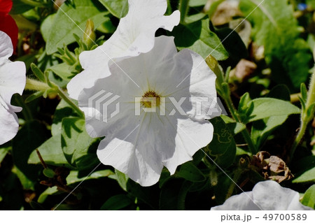 三鷹中原に咲く白いペチュニア 49700589