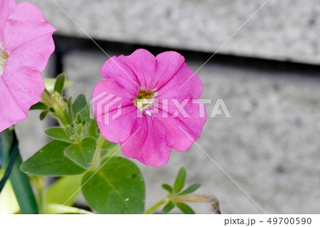 三鷹中原に咲くピンクのペチュニア 49700590
