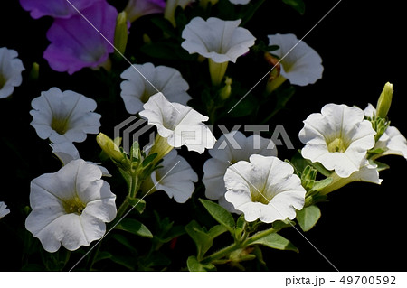 三鷹中原に咲く白いペチュニア 三鷹中原に咲く白いペチュニア 49700592