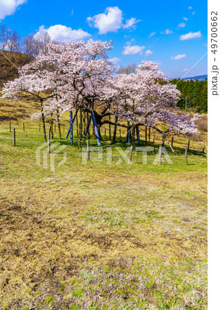 観音桜　【熊本県阿蘇郡南阿蘇村】 49700662
