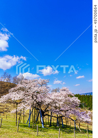 観音桜 【熊本県阿蘇郡南阿蘇村】 観音桜 【熊本県阿蘇郡南阿蘇村】 49700664