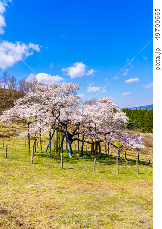 観音桜　【熊本県阿蘇郡南阿蘇村】 49700665