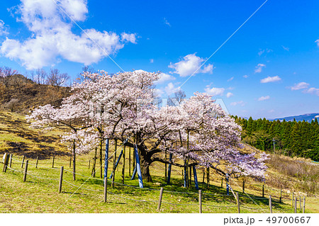 観音桜 【熊本県阿蘇郡南阿蘇村】 観音桜 【熊本県阿蘇郡南阿蘇村】 49700667