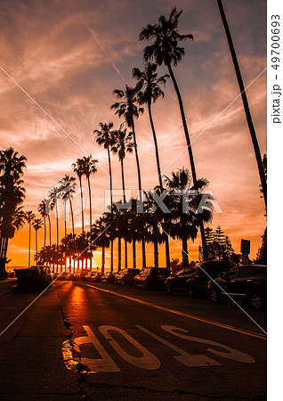 ヤシの木 アメリカ 49700693