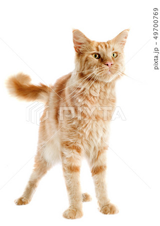 ginger maine coon cat 49700769