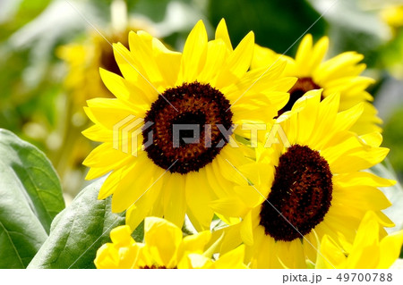 三鷹中原に咲く黄色いヒマワリ 三鷹中原に咲く黄色いヒマワリ 49700788