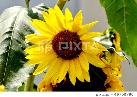 三鷹中原に咲く黄色いヒマワリ 49700790