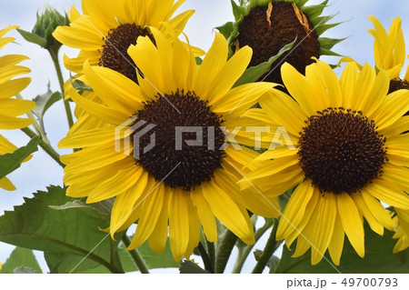 三鷹中原に咲く黄色いヒマワリ 49700793