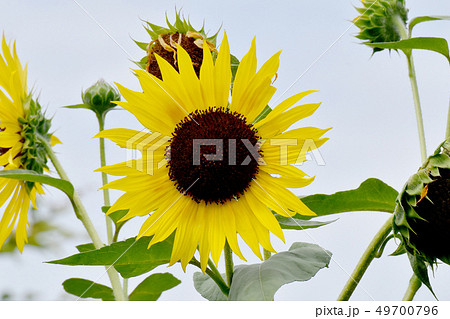 三鷹中原に咲く黄色いヒマワリ 三鷹中原に咲く黄色いヒマワリ 49700796