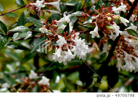 三鷹中原に咲く白いアベリア 三鷹中原に咲く白いアベリア 49700798