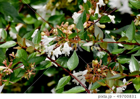 三鷹中原に咲く白いアベリア 三鷹中原に咲く白いアベリア 49700831