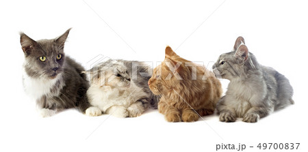 maine coon cats maine coon cats 49700837