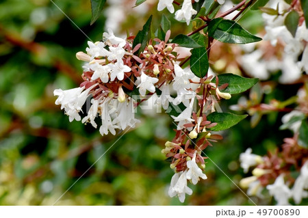三鷹中原に咲く白いアベリア 三鷹中原に咲く白いアベリア 49700890