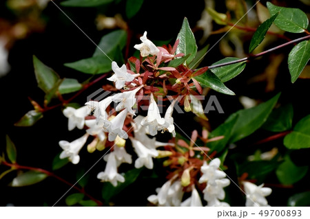 三鷹中原に咲く白いアベリア 三鷹中原に咲く白いアベリア 49700893