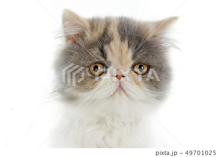 persian kitten 49701025