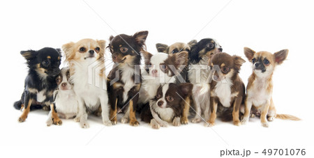 chihuahuas 49701076