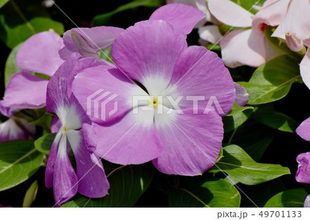 三鷹中原に咲く紫色のニチニチソウ 49701133