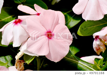 三鷹中原に咲く薄いピンクのニチニチソウ 三鷹中原に咲く薄いピンクのニチニチソウ 49701168