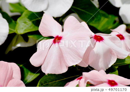 三鷹中原に咲く薄いピンクのニチニチソウ 49701170