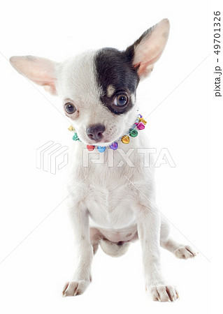 puppy chihuahua 49701326