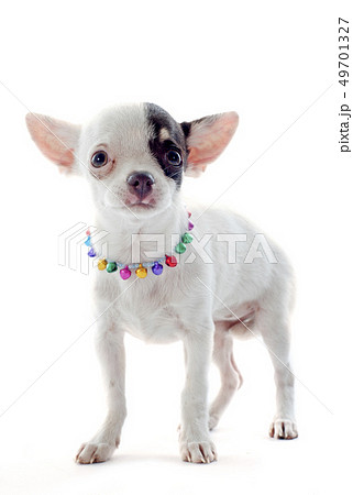 puppy chihuahua 49701327