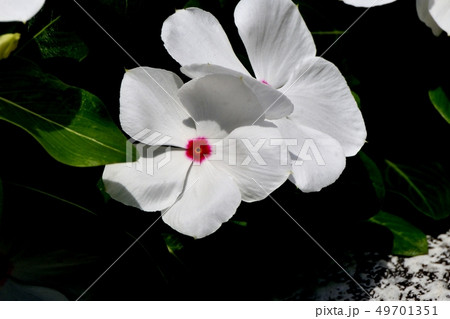 三鷹中原に咲く白いニチニチソウ 49701351