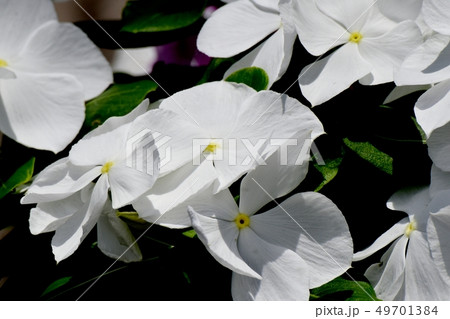 三鷹中原に咲く白いニチニチソウ 49701384