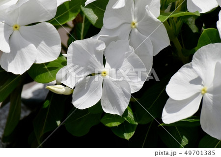 三鷹中原に咲く白いニチニチソウ 三鷹中原に咲く白いニチニチソウ 49701385