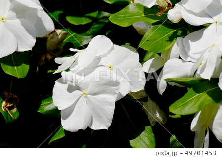 三鷹中原に咲く白いニチニチソウ 49701453