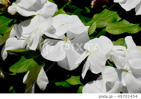 三鷹中原に咲く白いニチニチソウ 49701454