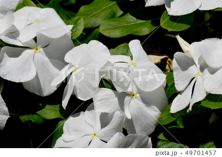 三鷹中原に咲く白いニチニチソウ 49701457