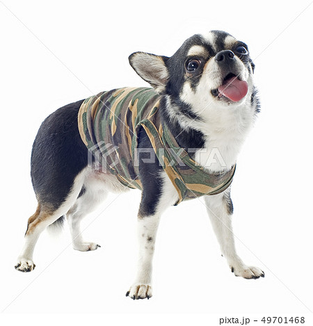 dressed chihuahua 49701468