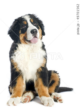 puppy bernese moutain dog 49701562