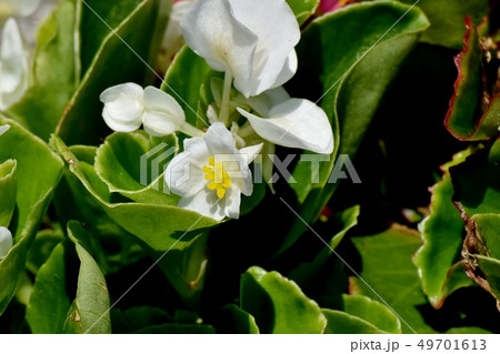 三鷹中原に咲く白いベゴニア 49701613