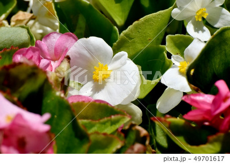三鷹中原に咲く白いベゴニア 三鷹中原に咲く白いベゴニア 49701617