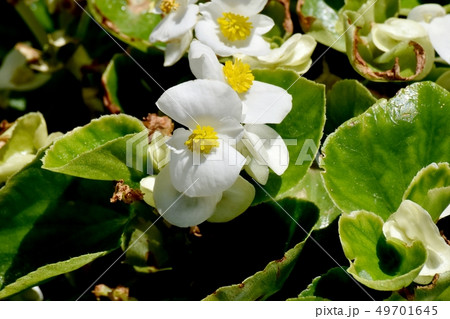 三鷹中原に咲く白いベゴニア 49701645