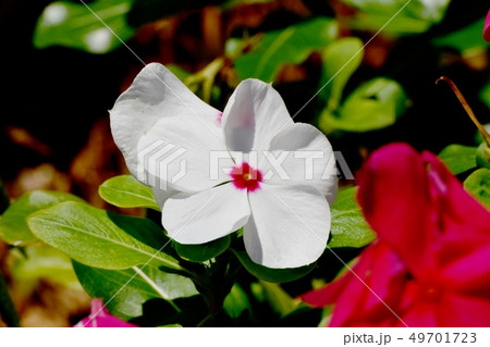 三鷹中原に咲く白いニチニチソウ 49701723