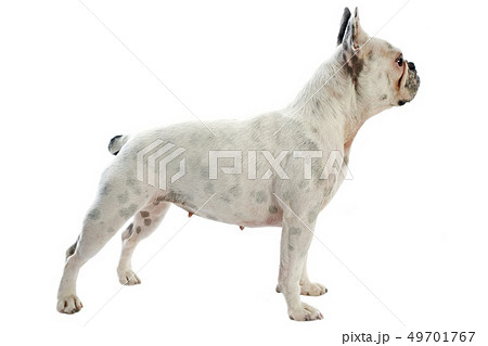 white french bulldog 49701767