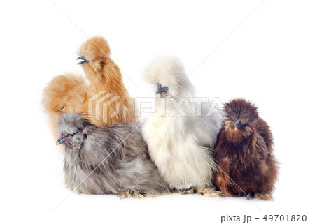young Silkies young Silkies 49701820