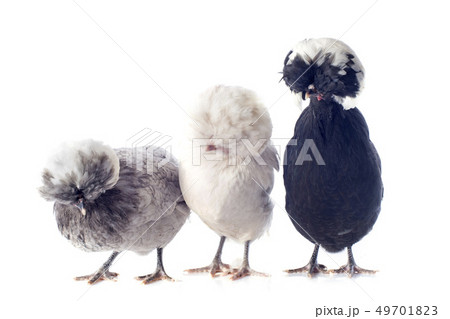 dutch bantam dutch bantam 49701823