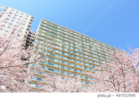 マンションと桜 49701990