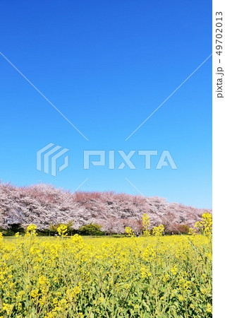 埼玉県　幸手権現堂桜堤 49702013