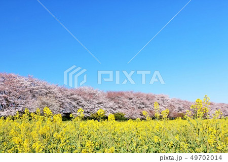 埼玉県　幸手権現堂桜堤 49702014